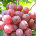 Best Quality and Price for Red Grape